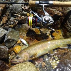 渓流ミノーイング